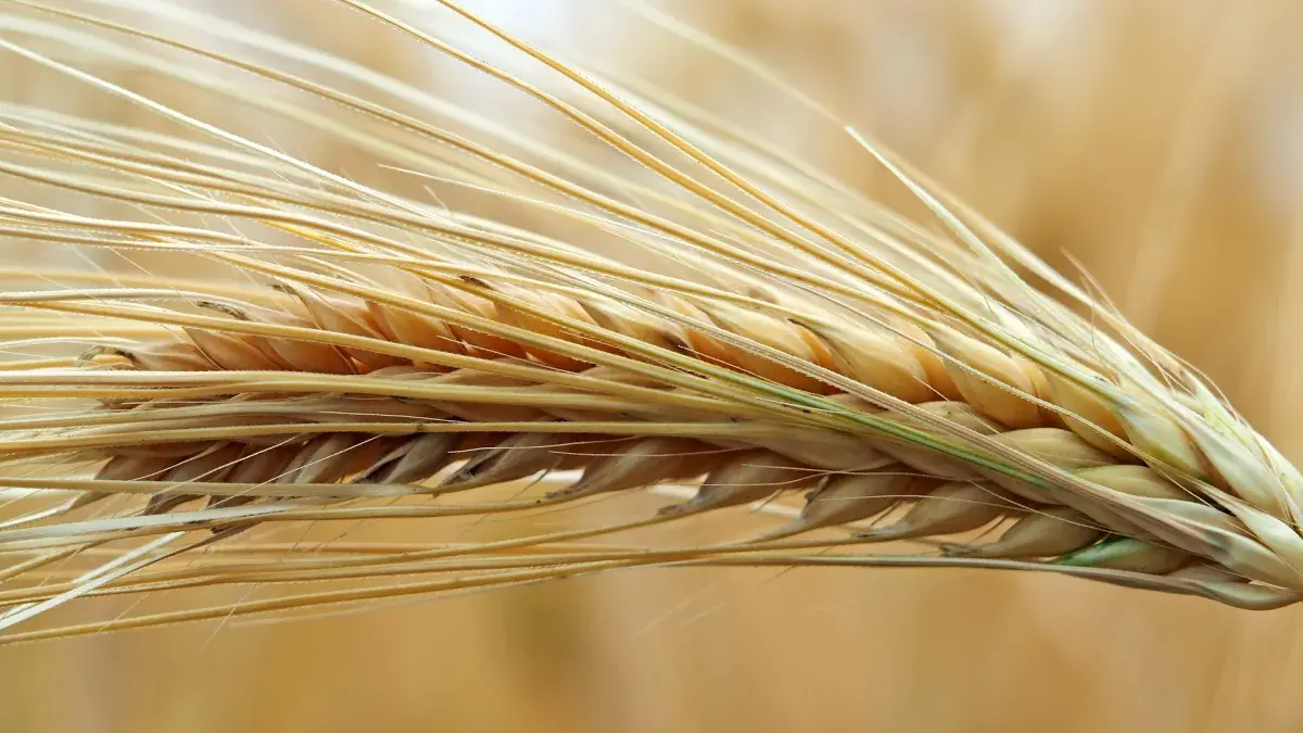 Institute of Molecular Plant Sciences/wheat