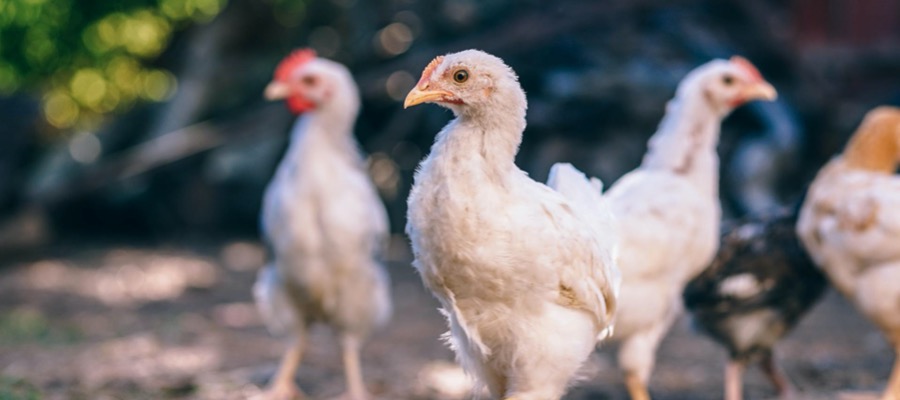 Poultry