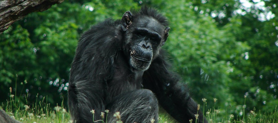 Chimpanzee