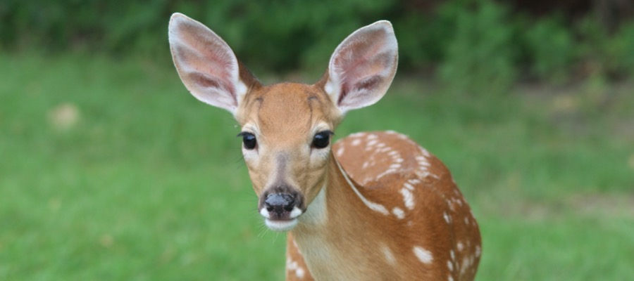 Deer
