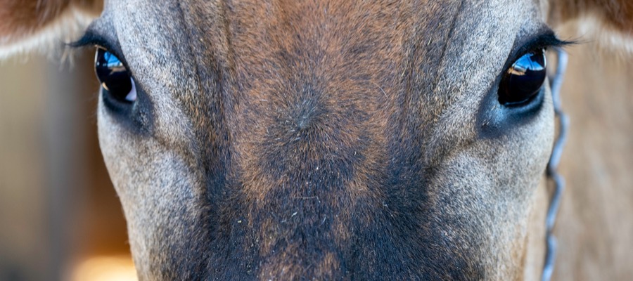 African cattle