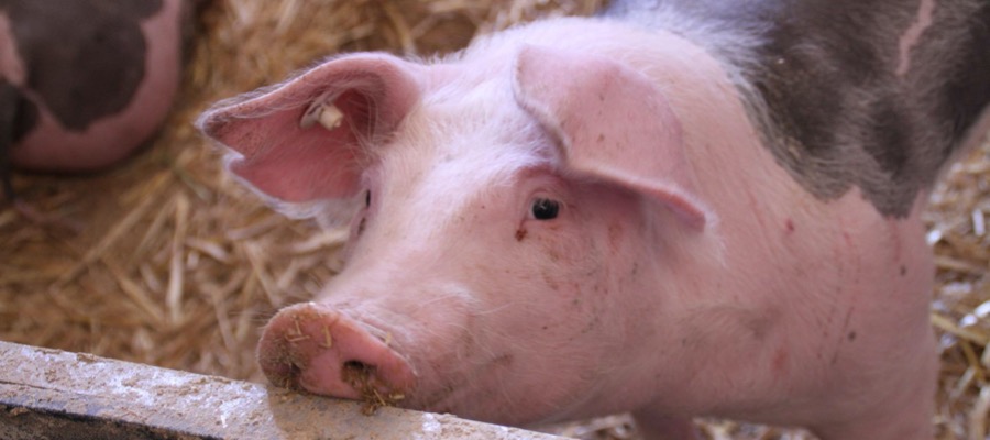 Pig