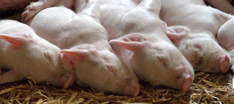 piglets