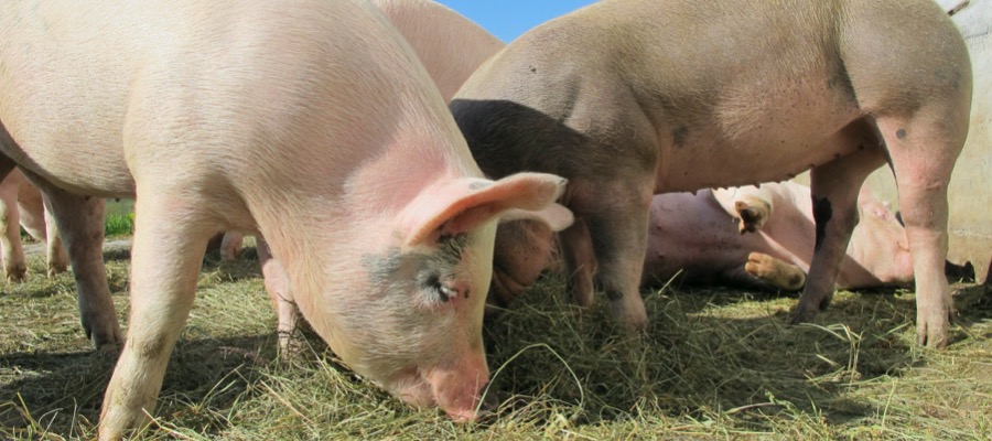 Pig